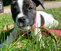 12 weeks old female Pit Puppy for Sale - 3