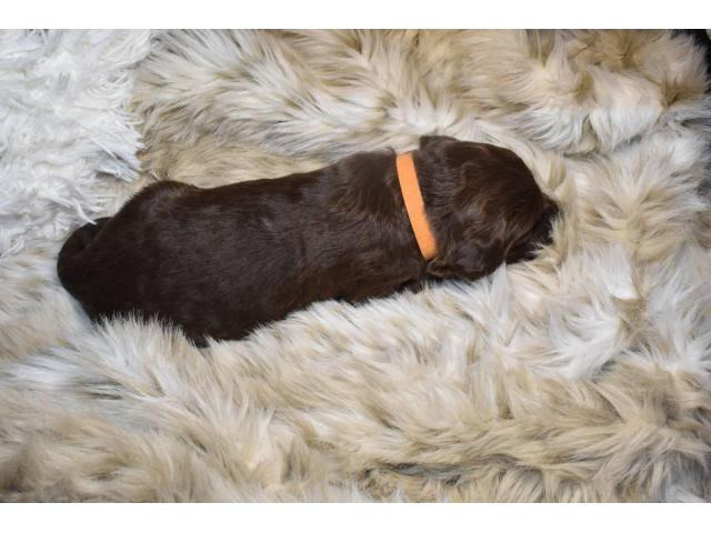 F1 labradoodles for Sale in Little Rock, Arkansas - Puppies for Sale