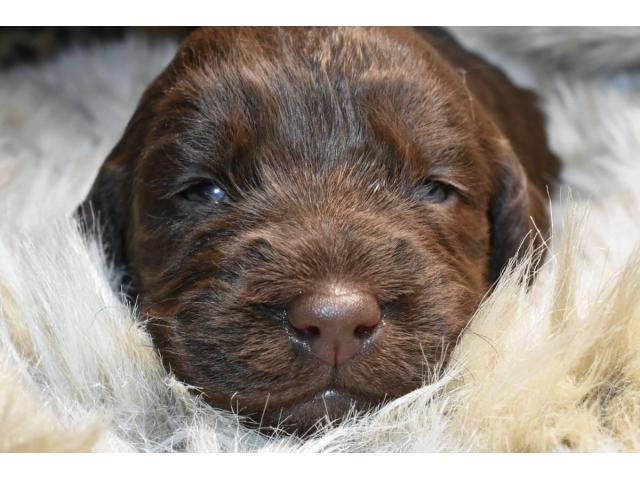 F1 labradoodles for Sale in Little Rock, Arkansas ...