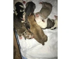 7 gorgeous pit bull pups