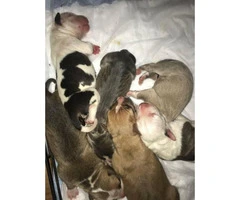 7 gorgeous pit bull pups - 5