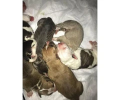 7 gorgeous pit bull pups - 6