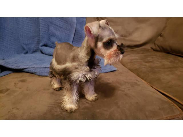 salt and pepper schnauzer for sale