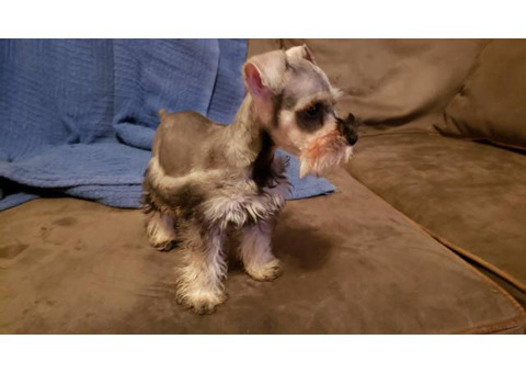 Salt and Pepper Mini Schnauzer puppies for sale