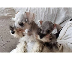 Salt and Pepper Mini Schnauzer puppies for sale - 3