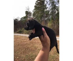 Dachshunds for sale - 2