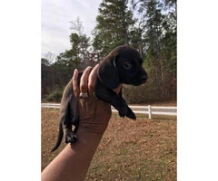 Dachshunds for sale - 3