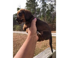 Dachshunds for sale - 4