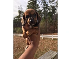 Dachshunds for sale - 5