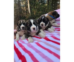St. Bernard puppies available