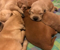 7 gorgeous golden retriever purebred puppies - 4