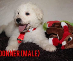 Four Amazing Great Pyrenees puppies