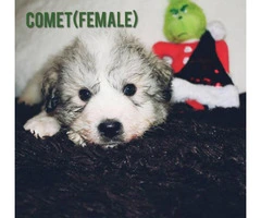Four Amazing Great Pyrenees puppies - 2