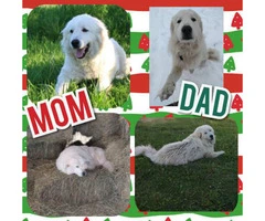 Four Amazing Great Pyrenees puppies - 5