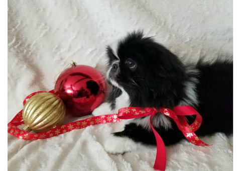 Pekingese black & white male puppy