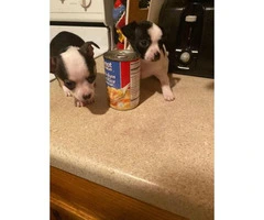 2 Chihuahua male puppies ready to go - 1