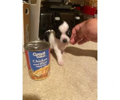 2 Chihuahua male puppies ready to go - 2