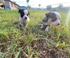 2 Chihuahua male puppies ready to go - 5