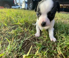 2 Chihuahua male puppies ready to go - 10