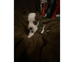 2 Chihuahua male puppies ready to go - 12