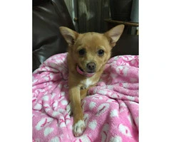 5 months old little Pomchi Puppy to be rehomed