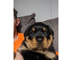 AKC Rottweiler puppy up for adoption