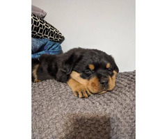 AKC Rottweiler puppy up for adoption in Meadow Vale ...