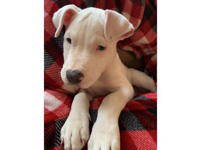 4 months old Pit bull puppy blue nose in Charlestown, Indiana - Puppies for Sale Near Me