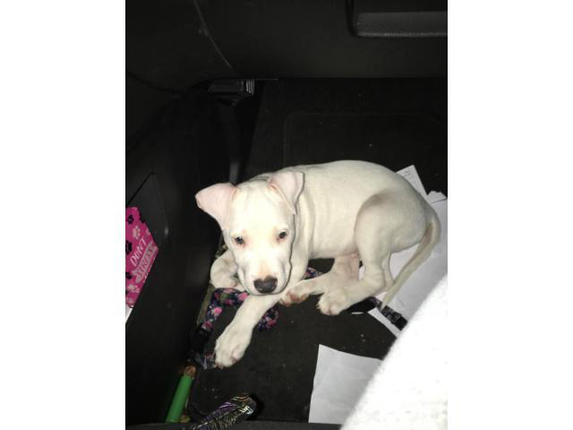 4 months old Pit bull puppy blue nose in Charlestown, Indiana - Puppies