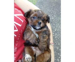 Pretty Shorkie puppies for adoption