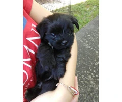 Pretty Shorkie puppies for adoption - 2