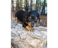Male and female Chiweenie puppies are available