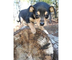 Male and female Chiweenie puppies are available - 2