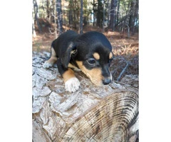 Male and female Chiweenie puppies are available - 3