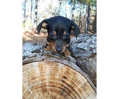 Male and female Chiweenie puppies are available - 4