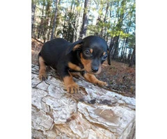 Male and female Chiweenie puppies are available - 5