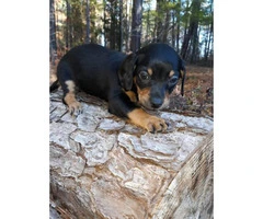 Male and female Chiweenie puppies are available - 6