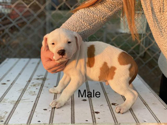 Four American pitbull puppies in Laurel, Maryland - Puppies for Sale