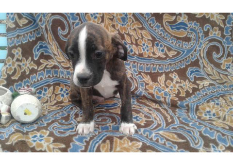 11 weeks old Boglen Terrier puppies for sale