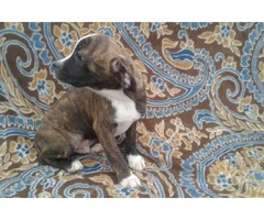 11 weeks old Boglen Terrier puppies for sale - 2