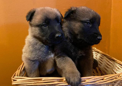 Malinois puppies ready to go