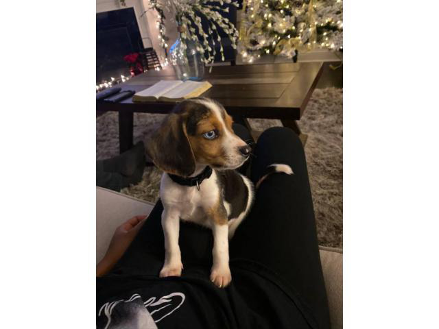 9 Week Old Male Beagle Puppy In Raleigh North Carolina Puppies