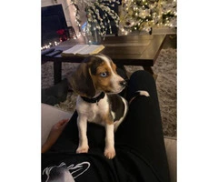 9 week old male beagle puppy - 1
