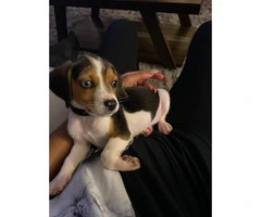 9 week old male beagle puppy - 2