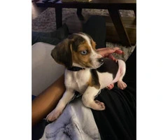 9 week old male beagle puppy - 3