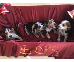Adorable purebred Christmas beagle puppies for sale