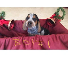 Adorable purebred Christmas beagle puppies for sale - 2