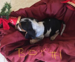 Adorable purebred Christmas beagle puppies for sale - 3