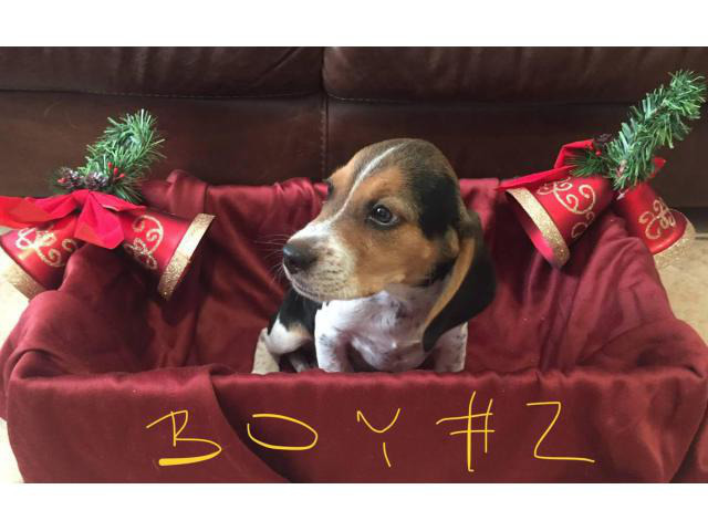 Adorable purebred Christmas beagle puppies for sale Fort