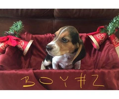Adorable purebred Christmas beagle puppies for sale - 4